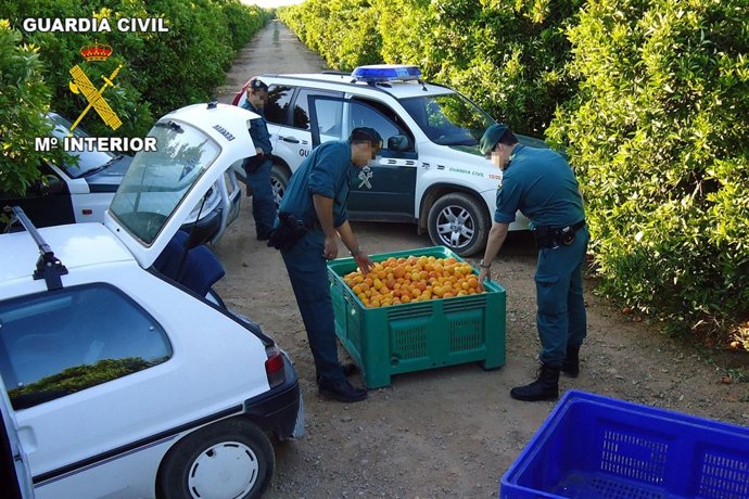 Piezas De Frutas Robadas