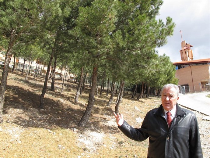 Árboles podados en Teruel