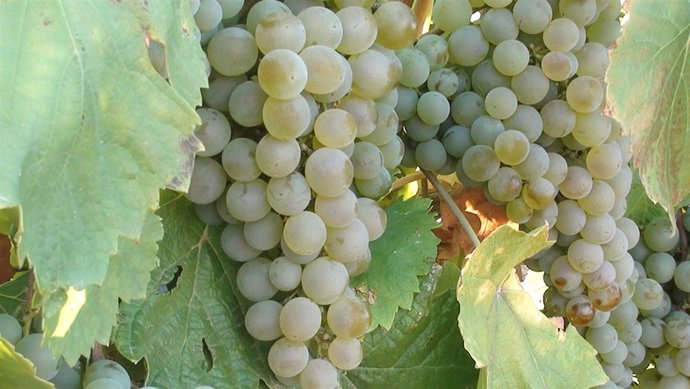 Viñedo-uvas
