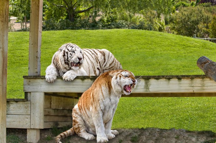 Nuevos tigres en Sendaviva.