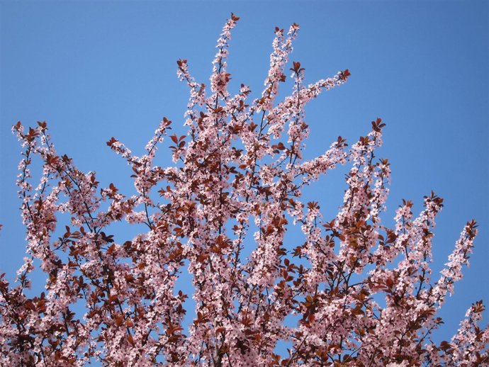 Árbol Florido, Primavera, Flores, Buen Tiempo