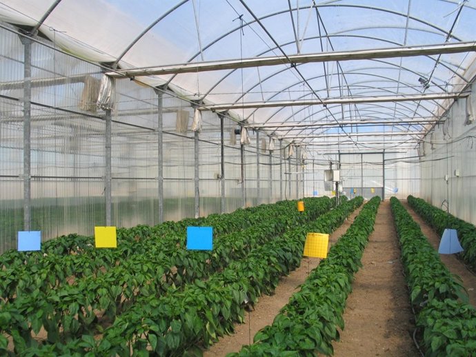 Investigación en los invernaderos para el cultivo de pimiento