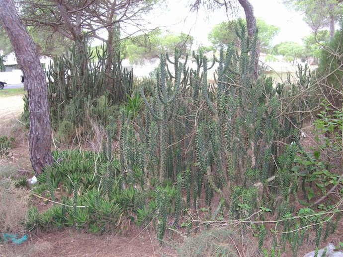 Una de las plantas exóticas detectadas por la Junta