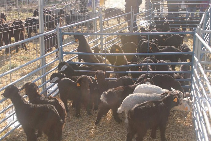 Ovejas, animales, campo, ganadería, ganaderos, granja