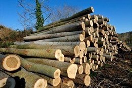 Aprovechamientos forestales