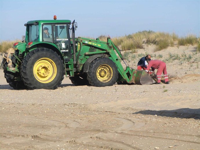 Limpieza de las playas de Cartaya. 