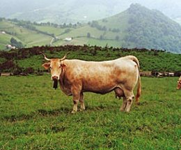 Ejemplar de vaca de raza pirenaica.