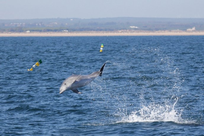 Ejemplar de delfín mular