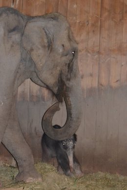La primera cría de elefante asiática nacida en el Zoo