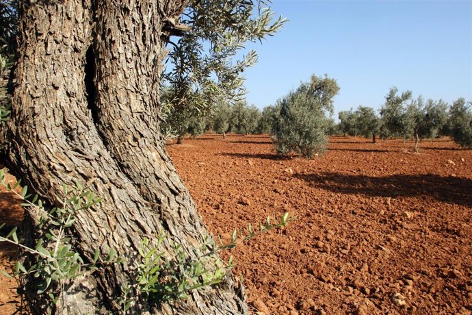 Olivos en olivares de Andalucía