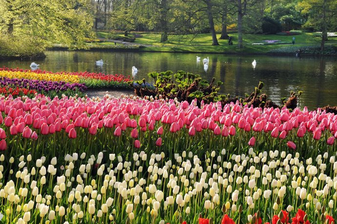 Parque floral Keukenhof