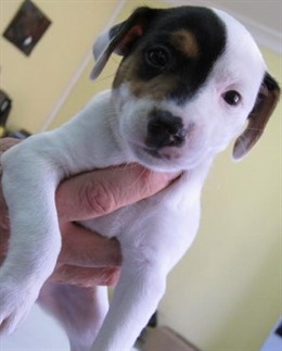 Cachorrita que la Asociación Lassie quiere regalar al Papa