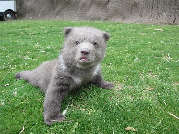 Oso Bruno en el Safari Aitana de Alicante