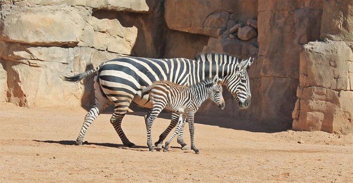 Primera cría de cebra nacida en Bioparc