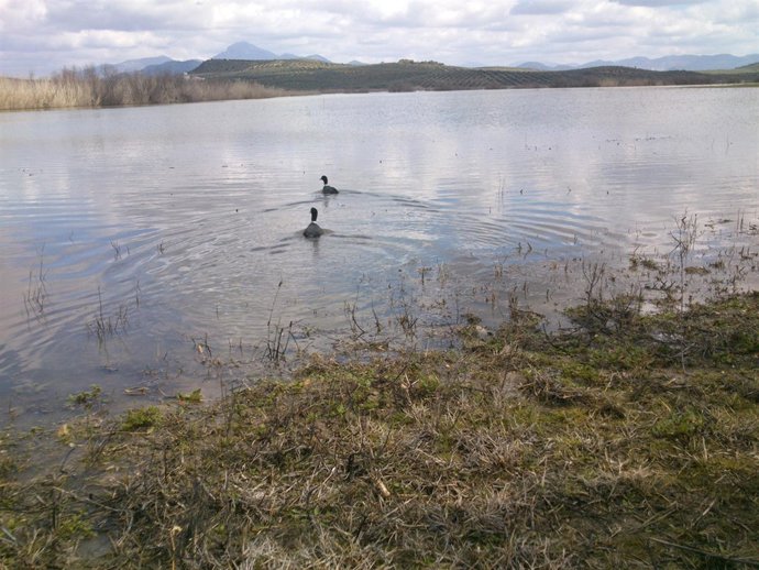 Las fochas morunas liberadas en la laguna del Salobral