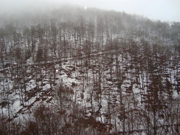 Bosque de La Rioja con algo de nieve