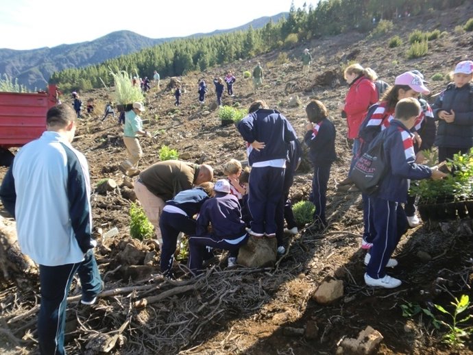 Reforestación en La Orotava