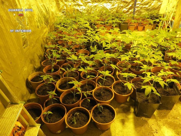 Interior de la plantación de marihuana