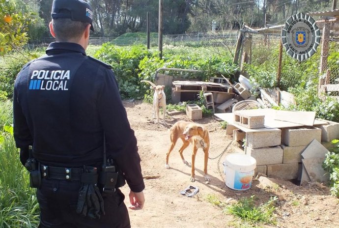Podencos ibicencos abandonados en  una finca