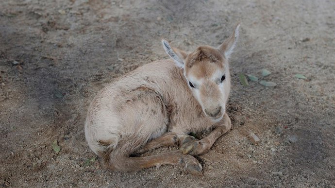 Una cría de oryx