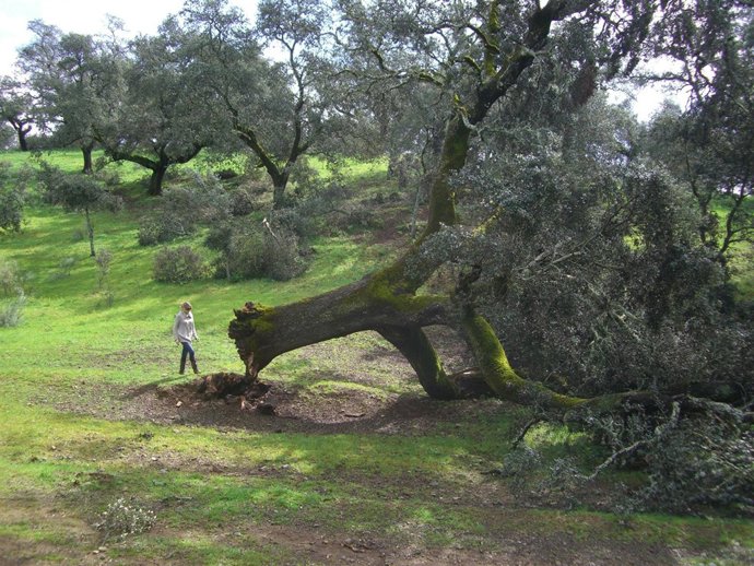 Encina centenaria caída en la Sierra Norte de Sevilla