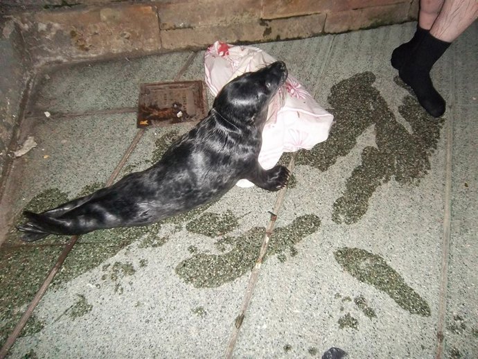 Foca rescatada en Gijón