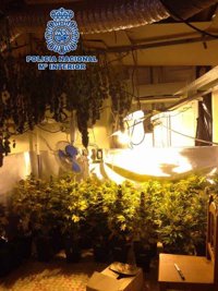 Detenido en la capital un hombre acusado de cultivar en su casa 74 plantas de marihuana
