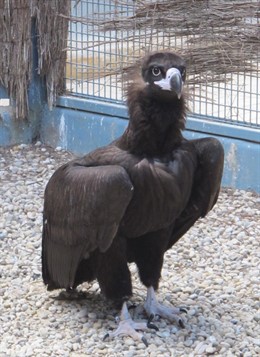 Un ejemplar de buitre negro hallado en Torre Pacheco es puesto en libertad