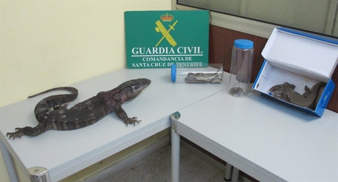 Animales intervenidos