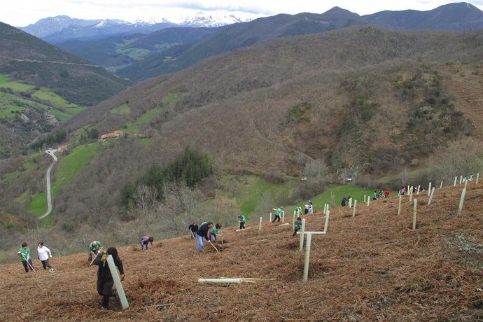Platación de frutales en Vega de Liébana