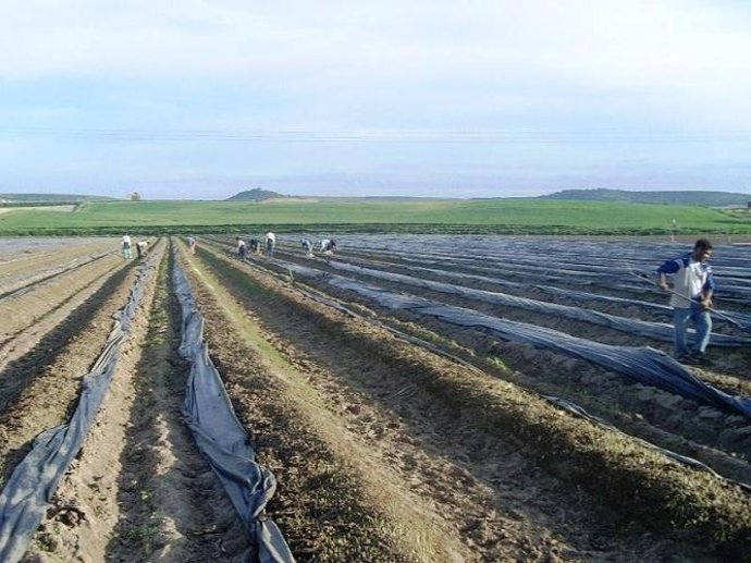 Imagen De Un Campo Sembrado Con Espárragos