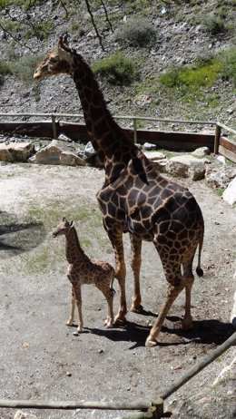 El bebé jirafa, de dos metros, y su padre Zeus animal 