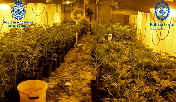 Plantas de marihuana intervenidas en Coll D'en Rabassa