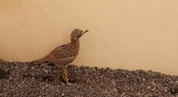 Una de las aves extraviadas