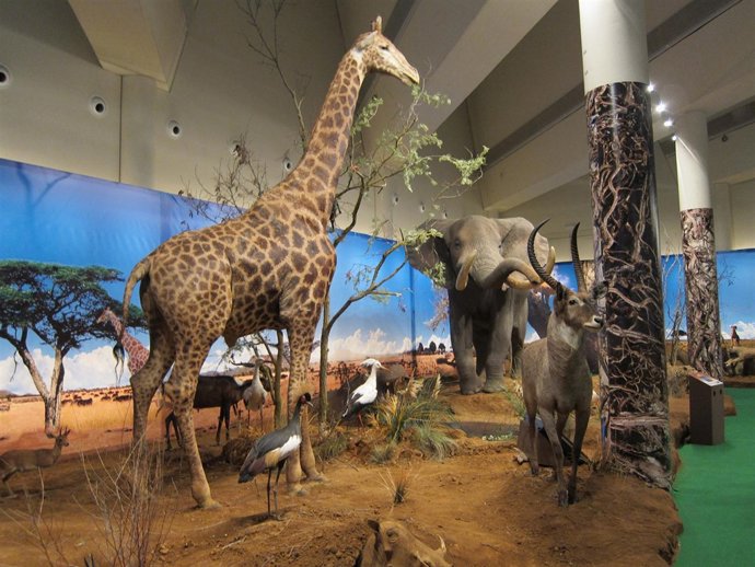 La sabana asentada en el Museo de la Ciencia de Valladolid