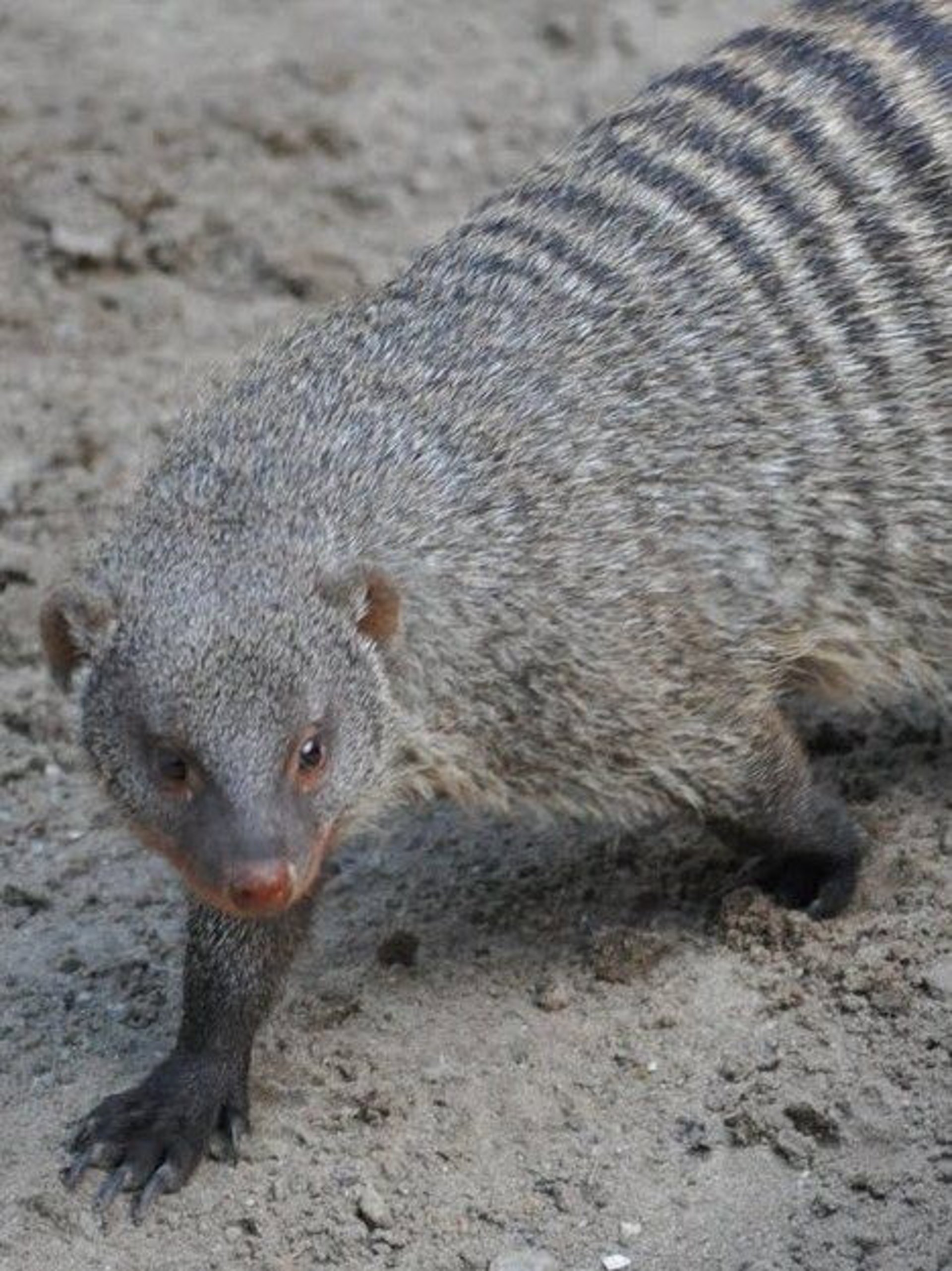 El Zoo de Barcelona incorpora cinco mangostas rayadas hembra