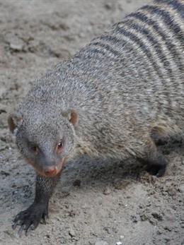Mangosta rayada (Mungos mungo) llegada al Zoo de Barcelona