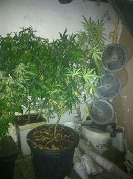 Criadero de marihuana 