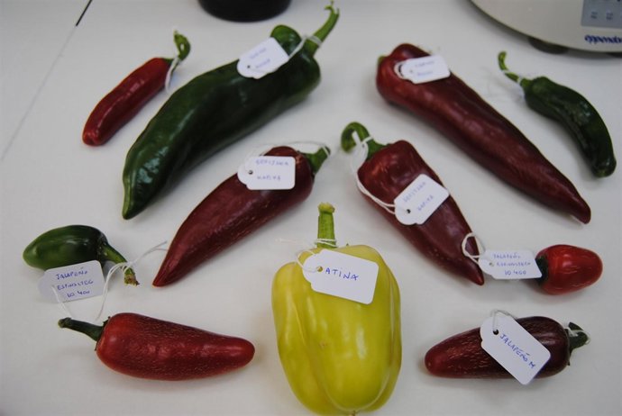 Variedades de pimientos