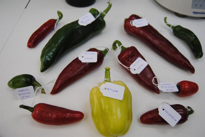 Variedades de pimientos