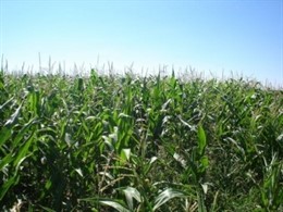 La imagen muestra un cultivo de maíz.