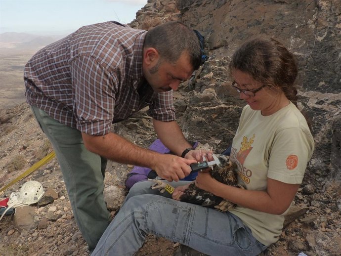 Anillamiento de un pollo de guirre