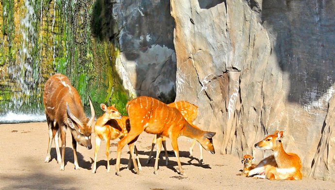 Nacimiento en directo de una cría de sitatunga en Bioparc Valencia