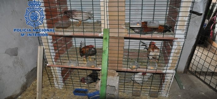 Gallos de pelea recuperados por la Policía