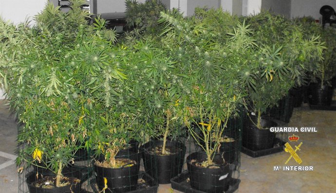 Algunas de las plantas intervenidas en Benijófar