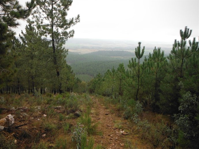 Federación Extremeña de Montaña y Escalada, pinar