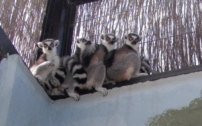 Lémures en el Parque Zoológico de Córdoba