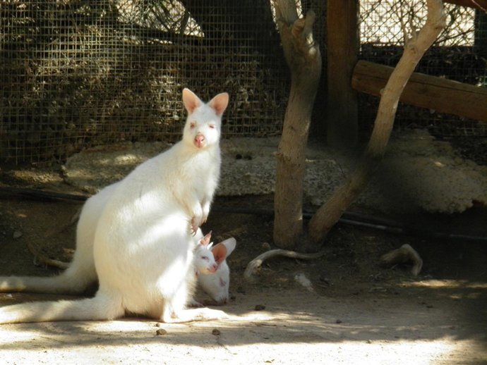 Canguros walabi blanco, nacidos en Oasis Park
