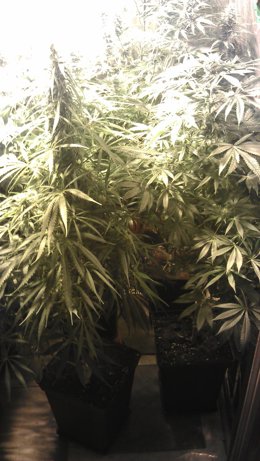 Plantas de marihuana