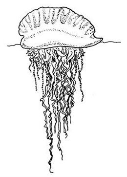 Imagen de Carabela Portuguesa